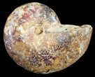 Sliced, Agatized Ammonite Fossil (Half) - Jurassic #54071-1